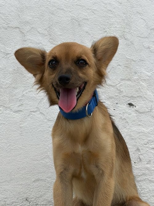 Photo of Dorita, adoptable Chihuahua in San Diego, California