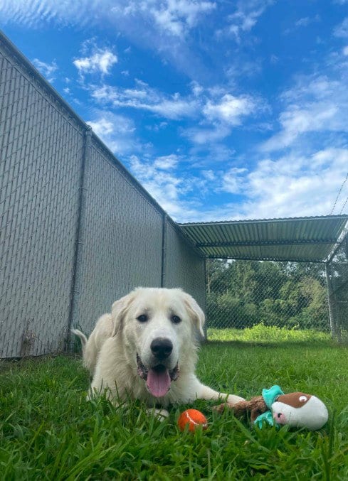 Photo of A523156, adoptable Great Pyrenees in Wilmington, North Carolina