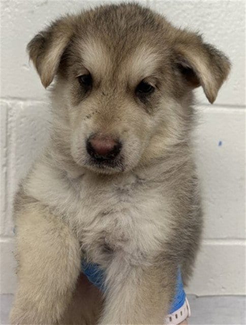 Photo of Miles, adoptable German Shepherd Dog in San Bernardino, California