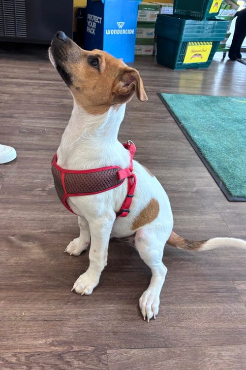 Photo of Atlas, adoptable Jack Russell Terrier in Mobile, Alabama