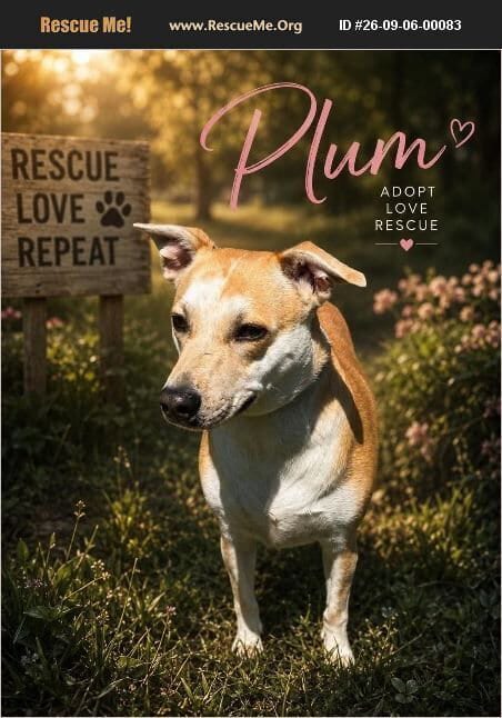 Photo of Plum, adoptable Labrador Retriever in Benton, Pennsylvania