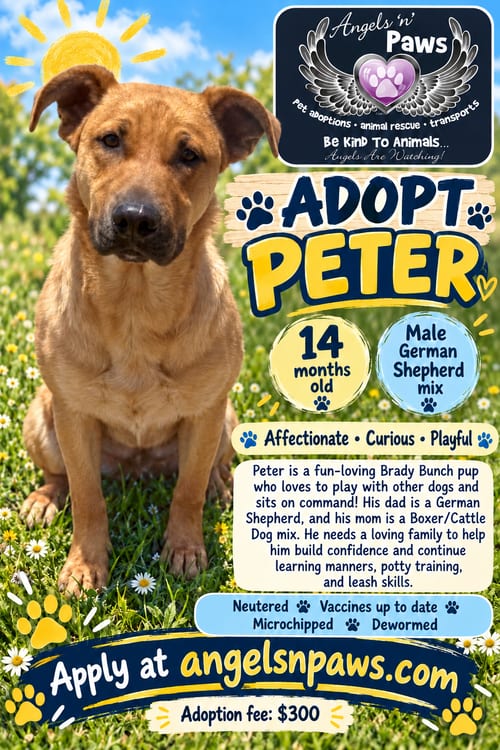 Photo of Peter, adoptable German Shepherd Dog in Alta Loma, California