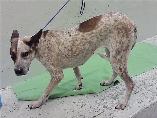 Photo of Biscuit, adoptable Australian Cattle Dog/Blue Heeler in Houston, Texas