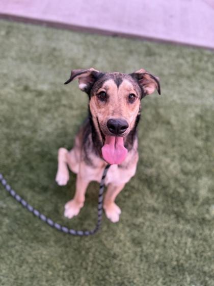 Photo of Opie, adoptable dog in Farmington, New Mexico