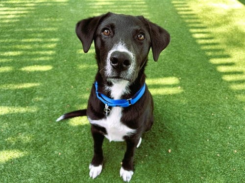 Photo of Oscar, adoptable Labrador Retriever in Redwood City, California