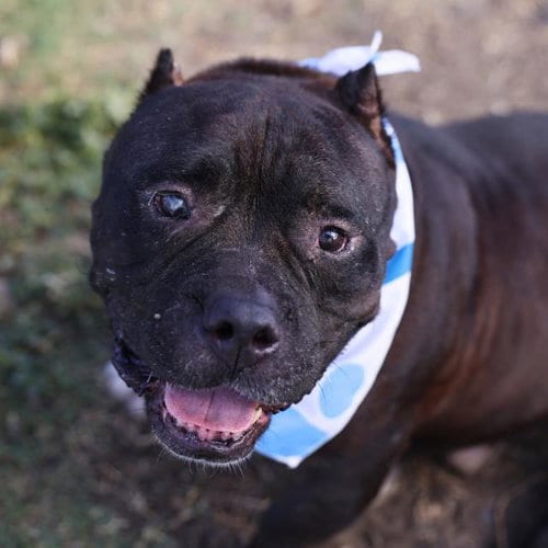 Photo of Gibo, adoptable American Staffordshire Terrier in San Antonio, Texas