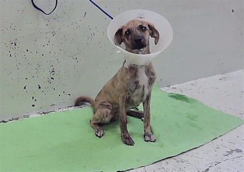 Photo of Brownie, adoptable Staffordshire Bull Terrier in Houston, Texas