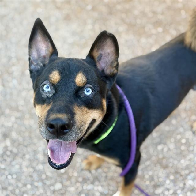 Photo of Edward, adoptable dog
