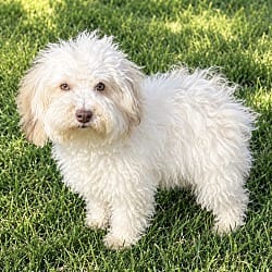 Photo of Knox, adoptable Havanese in Yorkville, Illinois