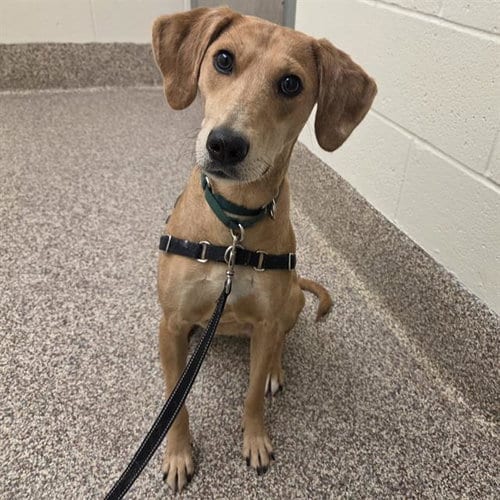 Photo of Papaya, adoptable American Foxhound in Centerville, Massachusetts