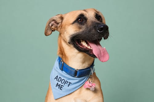 Photo of Cosmo, adoptable Black Mouth Cur in Inglewood, California