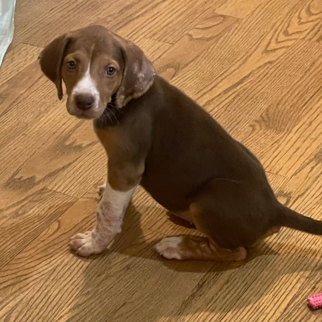 Photo of Mabel, adoptable Hound in Raleigh area, North Carolina