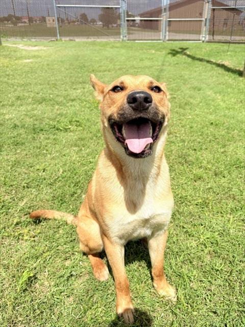 Photo of Ranger, adoptable German Shepherd Dog in Killeen, Texas