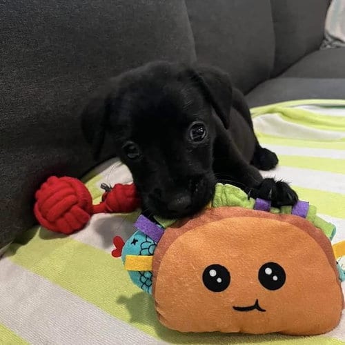 Photo of Huckleberry Finn Pup - Huck, adoptable Labrador Retriever in San Diego, California