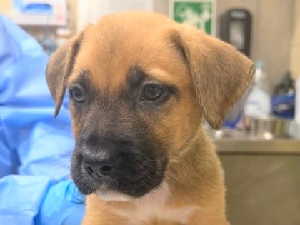 Photo of Attina, adoptable dog in Georgetown, Texas