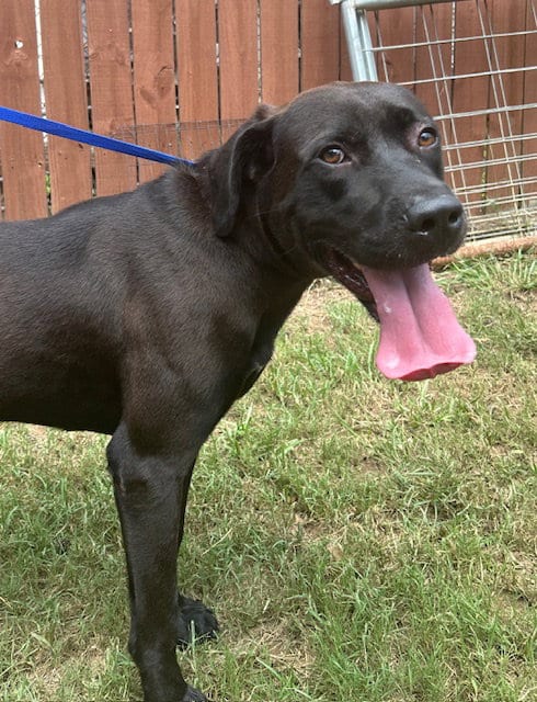 Photo of Duffy, adoptable Chocolate Labrador Retriever in Wetumpka, Alabama