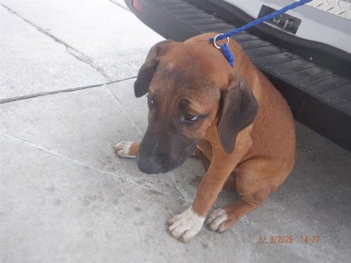 Photo of Giovanni, adoptable American Bulldog in Miami, Florida
