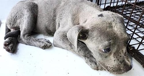Photo of A661212, adoptable Staffordshire Bull Terrier in Houston, Texas