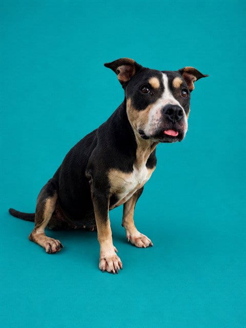 Photo of Pinto Bean, adoptable Pit Bull Terrier in Pearland, Texas