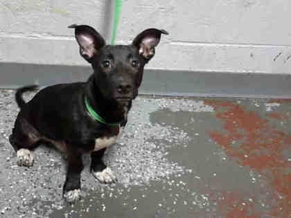 Photo of Jackson, adoptable dog in Atlanta, Georgia