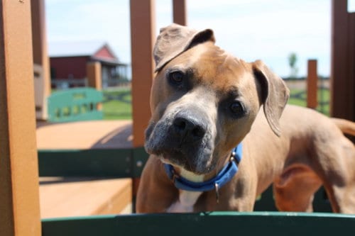 Photo of Saint, adoptable Pit Bull Terrier in Chestertown, Maryland