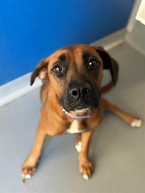 Photo of Lovebug, adoptable Boxer in Visalia, California