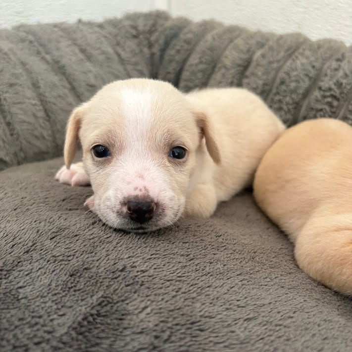 Photo of Buttermilk, adoptable Retriever, Labrador / Mixed Breed (Medium) in North Charleston, South Carolina