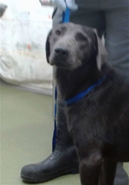 Photo of Ivy, adoptable Labrador Retriever in San Bernardino, California
