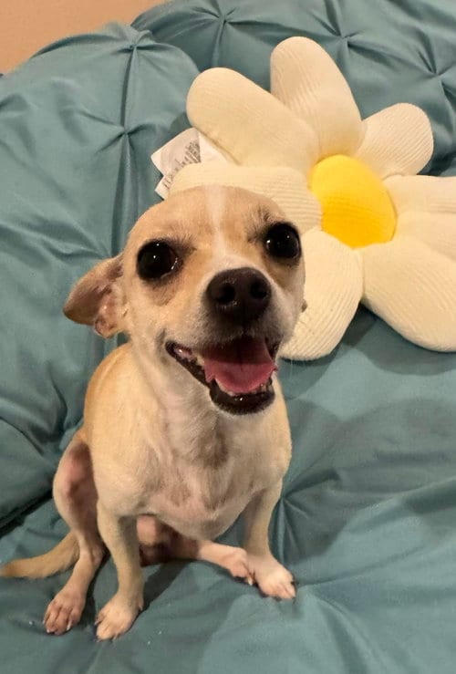 Photo of Kane, adoptable Chihuahua in Tonawanda, New York