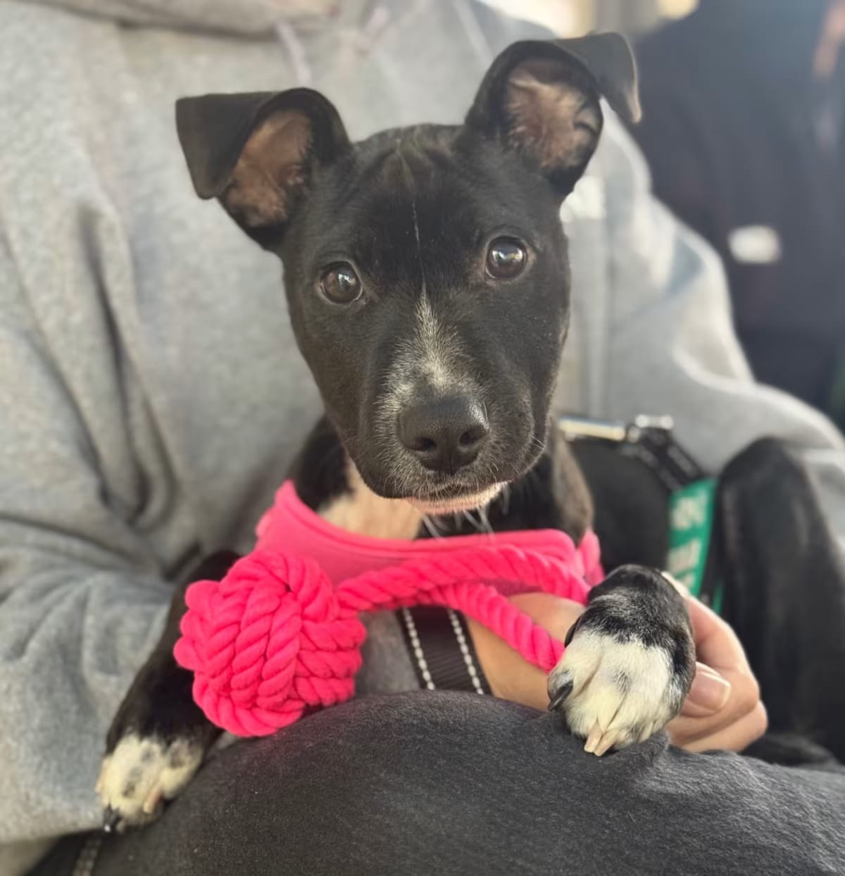 Photo of Havoc, adoptable Mixed Breed (Large) in Martinsville, Virginia