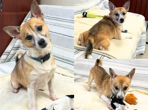 Photo of Lil Bub, adoptable Chihuahua in Fort Wayne, Indiana
