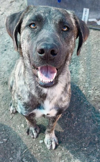 Photo of Monet, adoptable Plott Hound in San Bernardino, California
