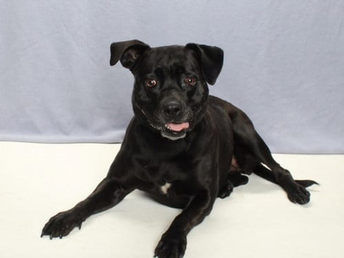 Photo of Mcgregor, adoptable Labrador Retriever in Burbank, California