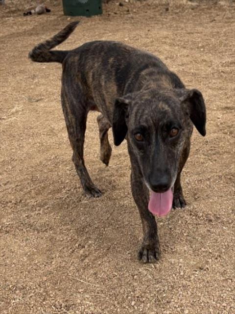 Photo of Elsa, adoptable Dachshund in Killeen, Texas