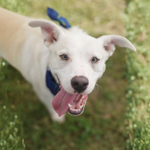Photo of Wilbur, adoptable American Staffordshire Terrier in San Antonio, Texas