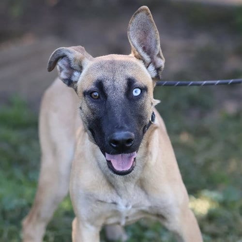 Photo of Brookie, adoptable Belgian Shepherd Malinois in Modesto, California