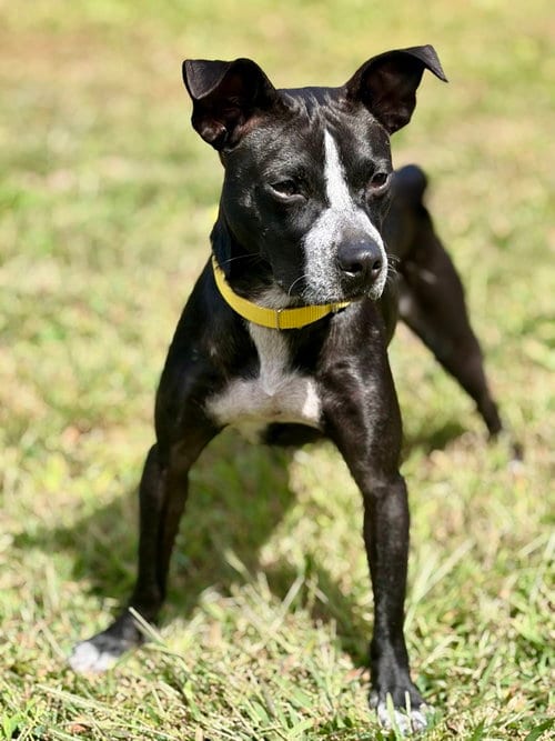 Photo of Enzo, adoptable Terrier in Oak Bluffs, Massachusetts
