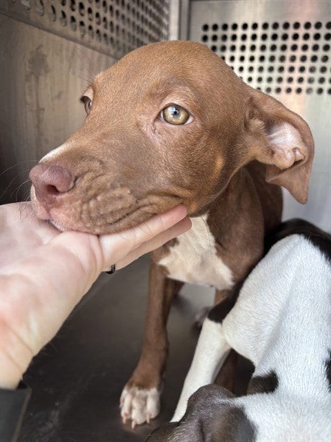 Photo of A481055, adoptable Pit Bull Terrier in Oklahoma City, Oklahoma