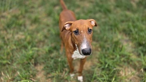 Photo of Samson, adoptable Bull Terrier in Houston, Texas