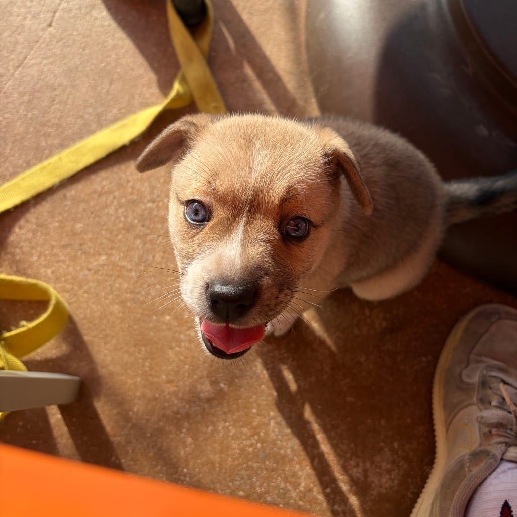 Photo of Asena, adoptable Shepherd / Mix in San Antonio, Texas