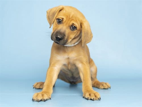 Photo of Sunshine, adoptable Australian Cattle Dog/Blue Heeler in Phoenix, Arizona