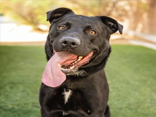 Photo of Brazen, adoptable Labrador Retriever in Las Vegas, Nevada