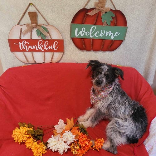 Photo of Peaches, adoptable Terrier in Sherman Oaks, California