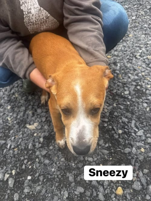 Photo of Sneezy (13wo, 20lbs), adoptable Hound in Hinton, West Virginia