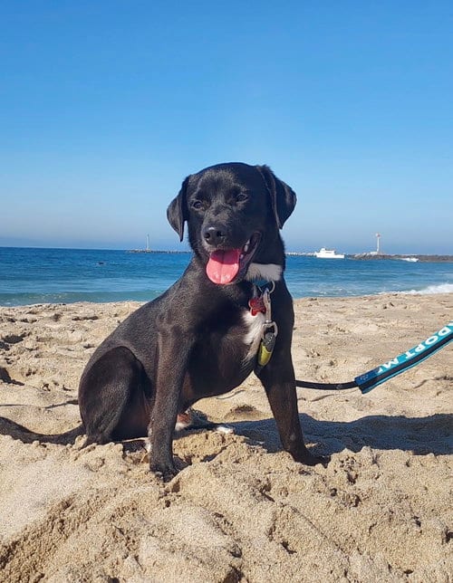 Photo of Nick Wilde, adoptable Labrador Retriever in San Diego, California