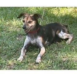 Photo of Willie, adoptable Chihuahua Fox Terrier (Smooth) in Irmo, South Carolina