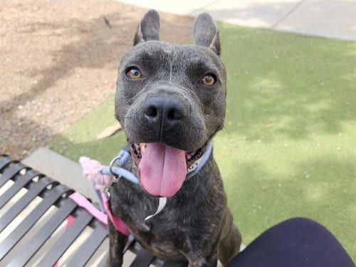 Photo of Marnie, adoptable French Bulldog in Phoenix, Arizona
