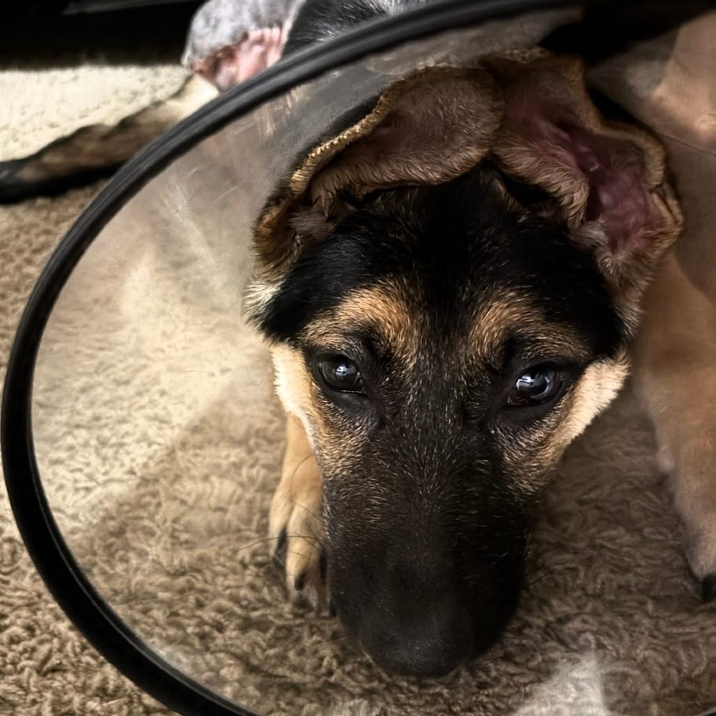 Photo of Peggy Sue 9/03/2026, adoptable Shepherd, German in Iowa and surrounding states, Iowa