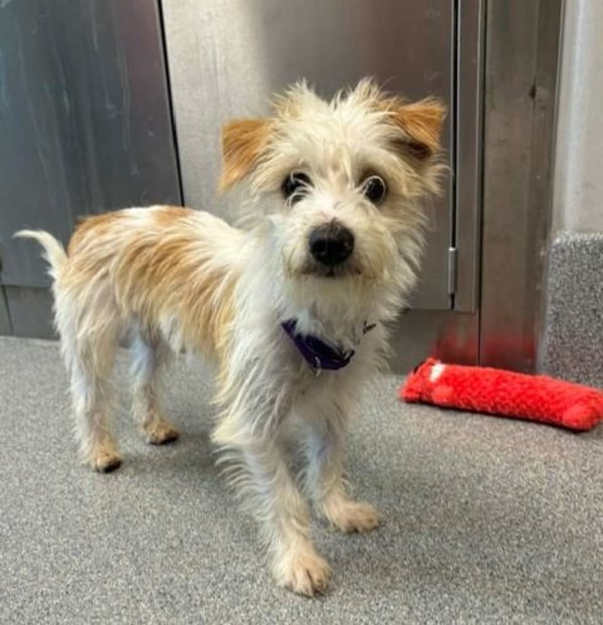 Photo of Rocky, adoptable Chihuahua/Shih Tzu in Leesburg, Virginia
