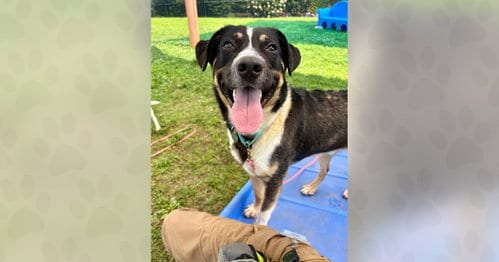 Photo of Kringle, adoptable Unknown breed in Weaverville, North Carolina